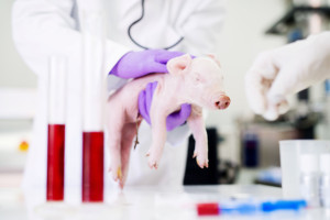 Record-breaking 130 days with a pig kidney. She gave the first one to her mother. The patient did not need dialysis