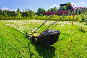 6 thousand times more poisonous than cyanide. There is no antidote. Poles plant in gardens