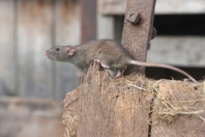 Szczury zagrożeniem epidemiologicznym. Leptospiroza to nie jest najgorsza możliwość