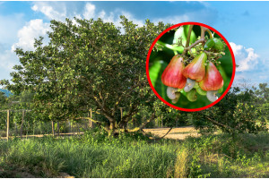 Es la planta más venenosa del mundo. Los polacos lo comen a puñados como su refrigerio favorito.