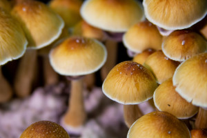 Psilocibina aprovada para tratamento da depressão. Outro país aprova
