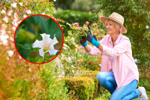 Una planta altamente venenosa. Causa alucinaciones y alteración de la consciencia. Se la suele plantar en jardines y balcones.
