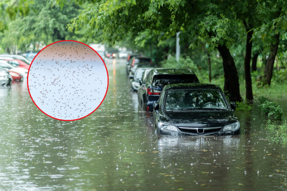 Będą atakować chmarami. Wszystko przez intensywne opady deszczu