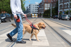 Eles nem deveriam notar o cachorro. E na soleira, o absurdo: pegá-los