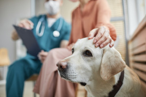 Dois labradores estão sendo tratados no hospital em Chorzów. As sessões acontecem duas vezes por semana.