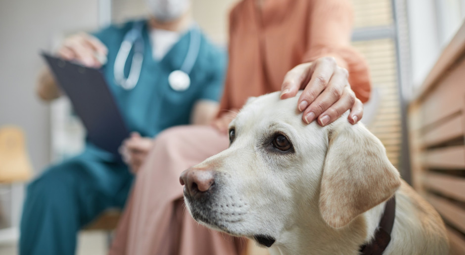 Two Labradors are being treated at the hospital in Chorzów. Sessions take place twice a week.