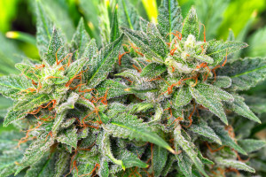 100,000 people tested. 400% higher risk of illness among marijuana users.